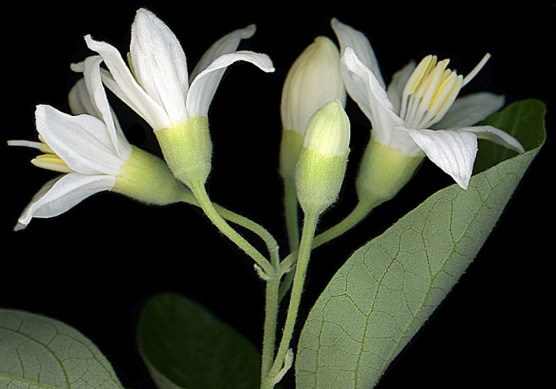 styrax aliboufier