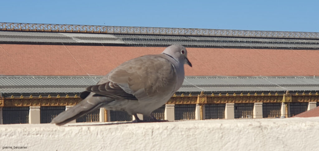 Gare Saint-Charles et l'oiseau